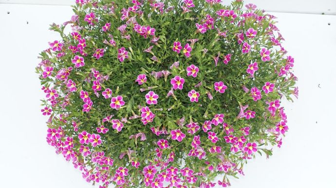 Calibrachoa ‘Superbels Pink’ Starbust. A l’Arexhor Est Horticole, à Roville-aux-Chênes (88).